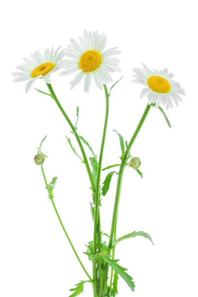 istock one chamomile or daisies with leaves isolated on white background 1161615879