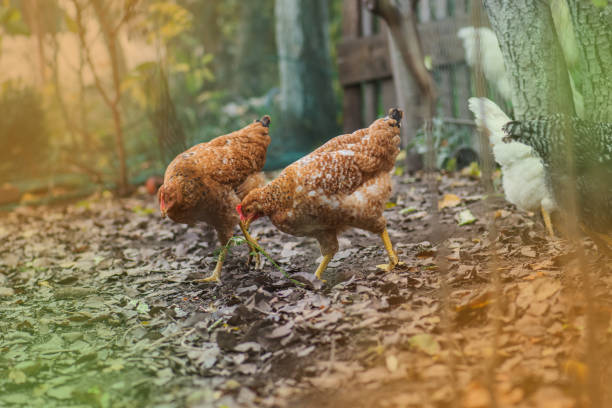 istock Rooster with several hens on autumn landscape 1161616117