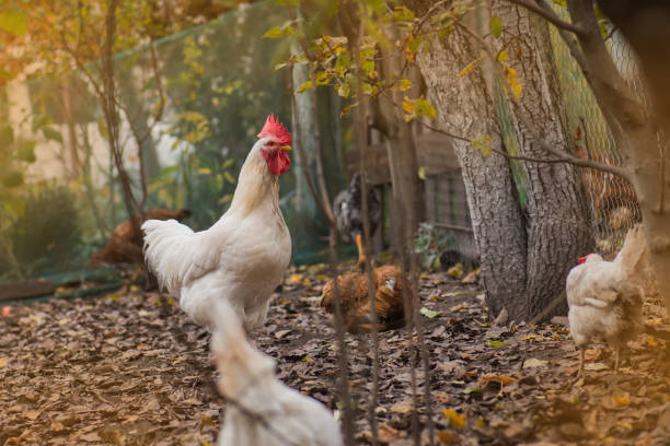 istock Rooster with several hens on autumn landscape 1161616927