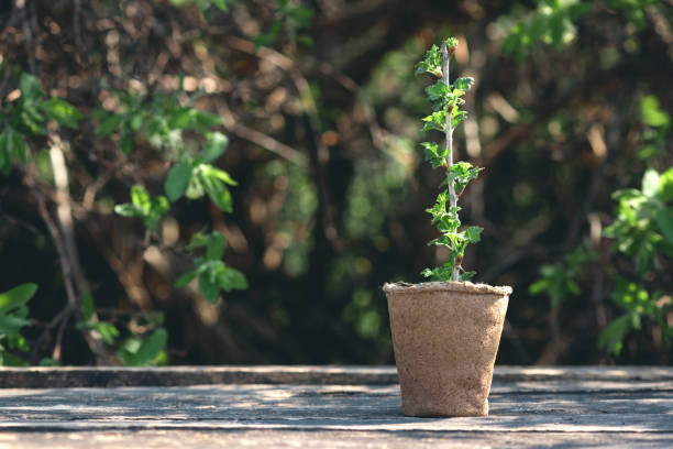 giardinaggio. - gooseberry fruit growth green foto e immagini stock