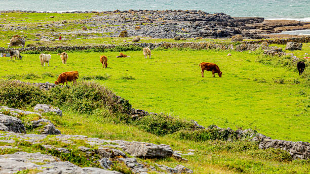 istock Cattle grazing among stone fences between Fanore and Ballyvaughan 1161618652
