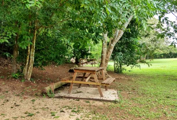 istock Picnic bench in the middle of the forest 1161619064