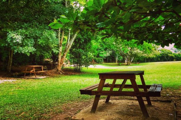 istock Lonely picnic in the forest 1161619067
