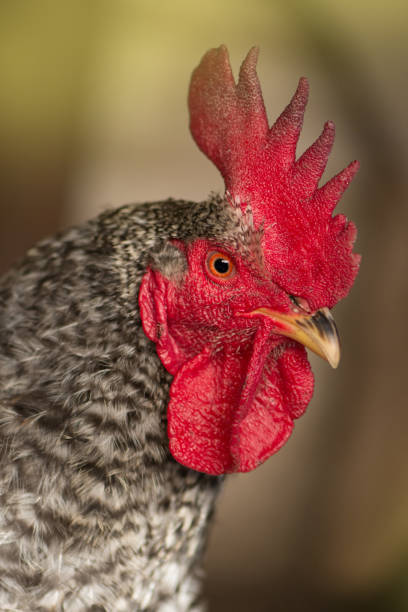 istock Motley chicken in nature 1161619136