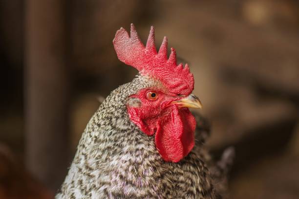 istock Pockmarked rooster bird close up 1161619822