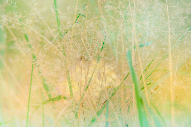istock Abstract defocused nature background with autumn herbs and bokeh 1161622594