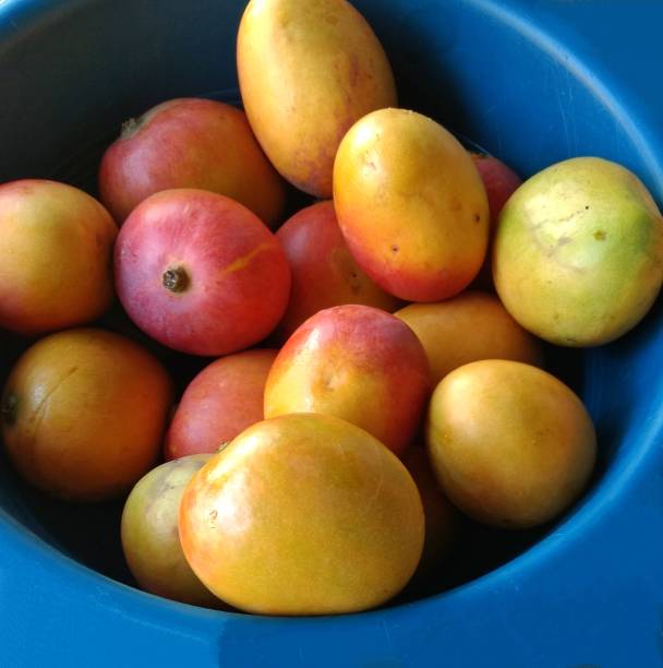 istock Yellow mangoes with red in a bucket 1161622621