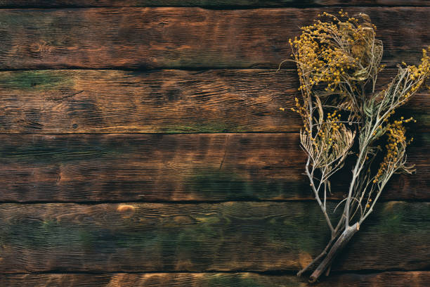 istock Mimosa dried plant. 1161623181