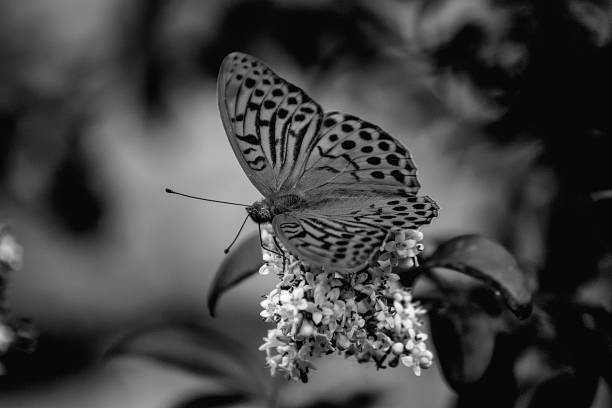 istock Black and white butterfly laid on white flower 1161624315