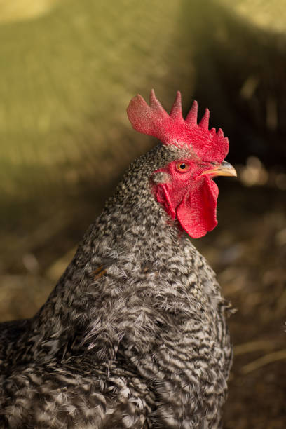 istock Motley chicken in nature 1161626017