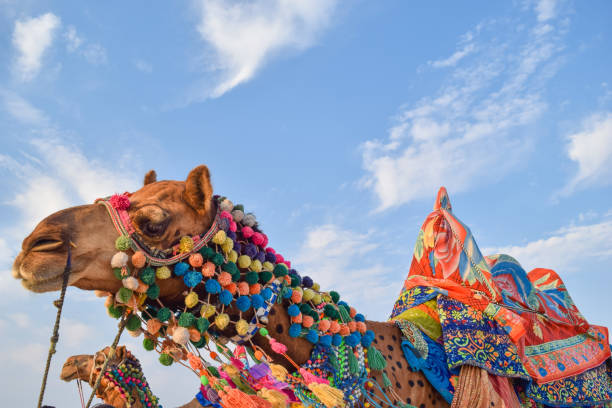 istock Colourful decorated camel at Kutch, India 1161626024