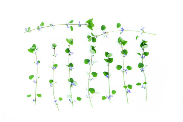 istock Plant branch isolated. 1161627144
