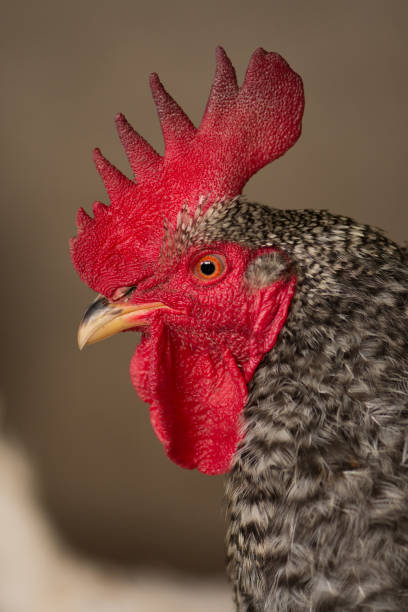istock Pockmarked rooster bird close up 1161628286