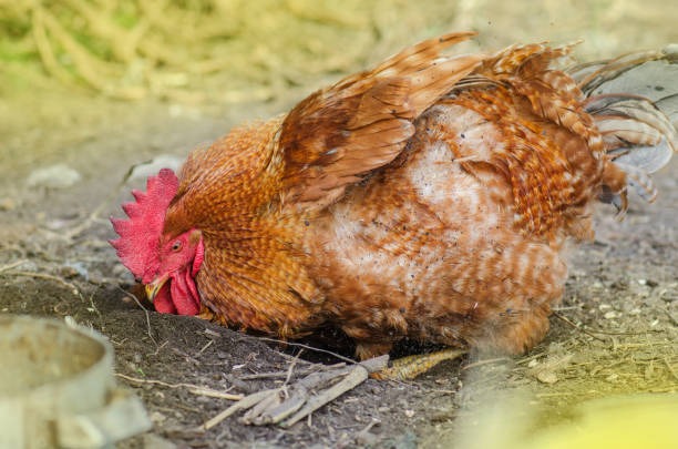 istock Brown cock outdoor digging in the ground 1161634023