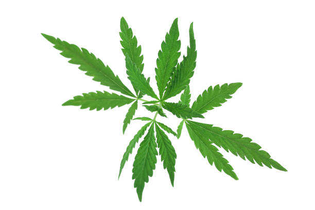 istock Marijuana leaf, green cannabis leaf isolated on white background. 1161634044