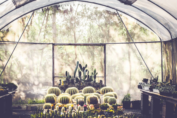 beautiful cactus in houseplant for nursery abstract green house interior background