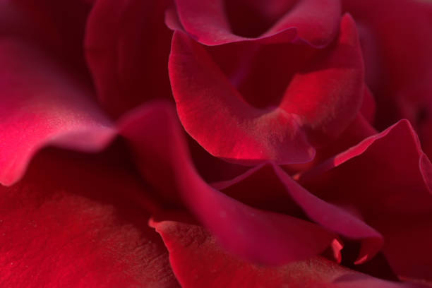 istock Macro of red petals. Flower as soft background 1161634974