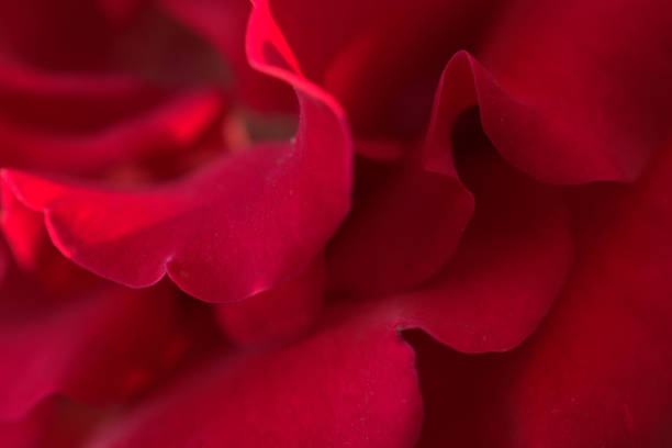 istock Macro of red petals. Flower as soft background 1161635019