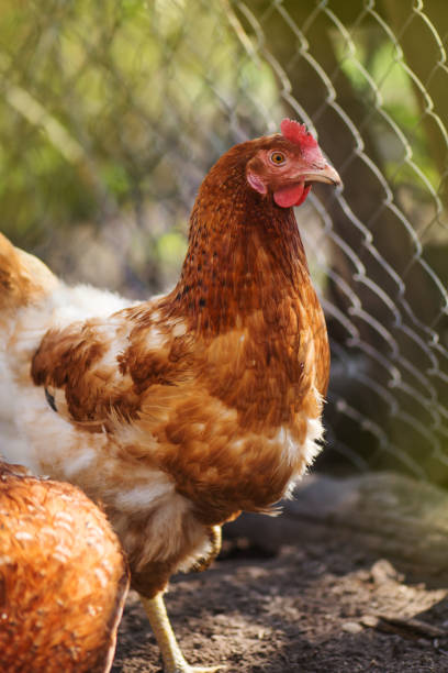 istock Brown hen portrait 1161635117