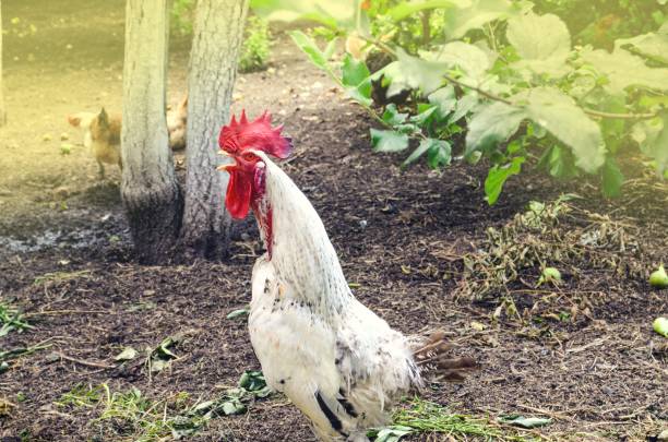 istock Rooster chicken cockcrow. Crowing  rooster 1161635390