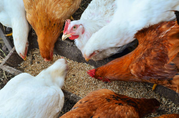 Many chickens eating food in farm Hens feeding with corns in the hen house. Farm business with group of  chicken. Many hen  in chicken coop. Chicken in hen house eating food feeding chickens stock pictures, royalty-free photos & images