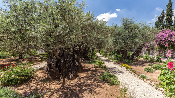 istock Nice view of garden Gethsemane 1161636184
