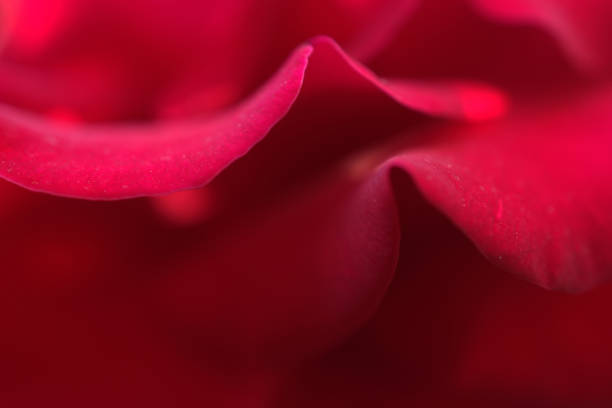 istock Macro of red petals. Flower as soft background 1161636421