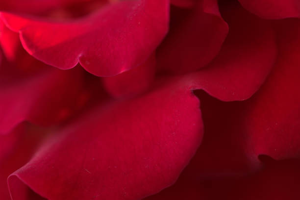 istock Macro of red petals. Flower as soft background 1161636422
