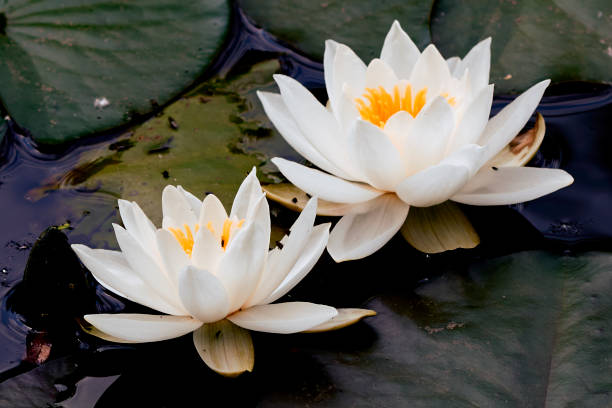 istock WATER LILLY WITH WASP INSECTS ON PARK LAKE 1161636462