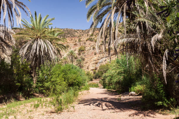 istock Hiking path in Paradise Valley near Agadir in Morocco 1161636647
