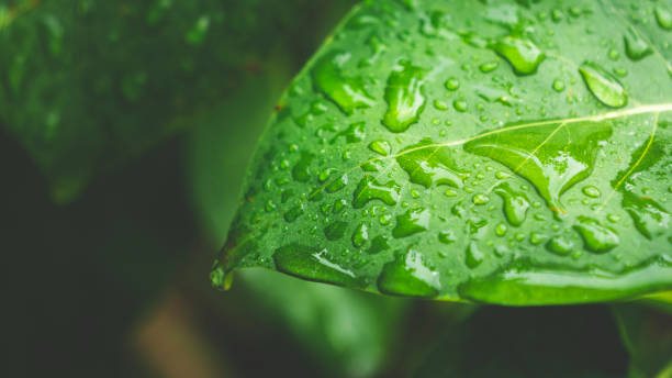 istock After Raining Nature Background Concept Leaflets with Waterdrops 1161638393