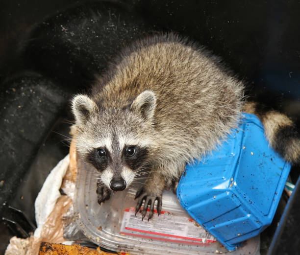 istock Cute raccoon caught in a trash can 1161639311
