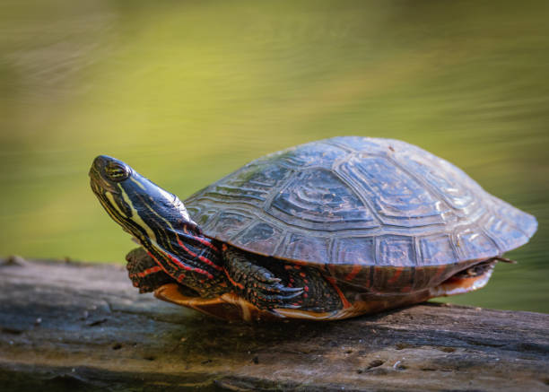 istock Painted Turtle - Chrysemys Picta - Resting 1161640381