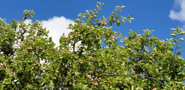 istock Apples on the tree. Apple tree. Apple harvest. Ripe apples. 1161640956
