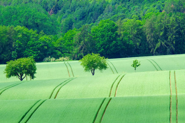 istock View on the agricultural fields with grain in Germany. 1161640960