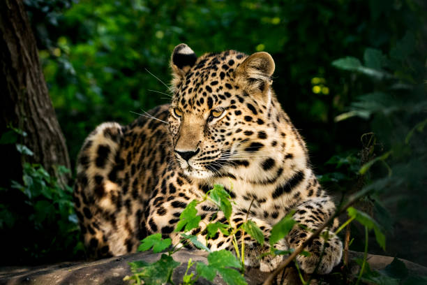 ヒョウの肖像画 - leopard kruger national park south africa africa ストックフォトと画像