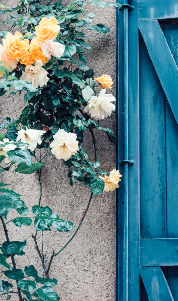 Yellow roses growing beside a blue wooden door in Provence, France.