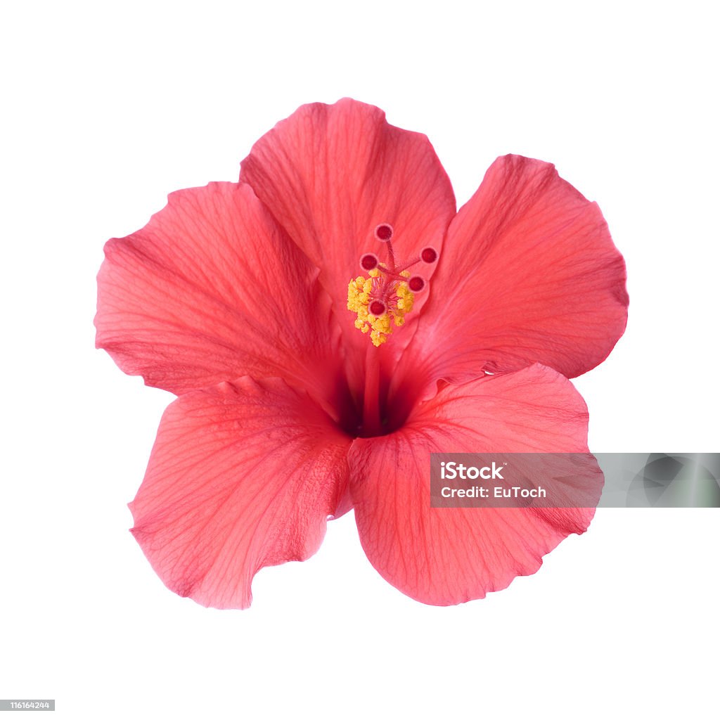 Hibiscus Tropical - Foto de stock de Amarillo - Color libre de derechos