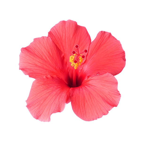 istock Pink tropical Hibiscus flower  116164244