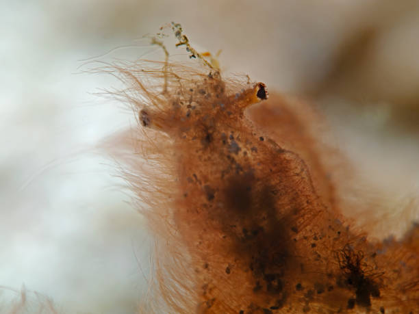 istock Orangutan Crab Portrait, Kopfpartie einer Orangutan Krabbe (Oncinopus sp 1161642775