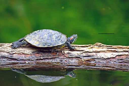 A turtle sitting on a log creates a reflection in the green waters of the pond.   The woods provide a green backdrop for the turtle.