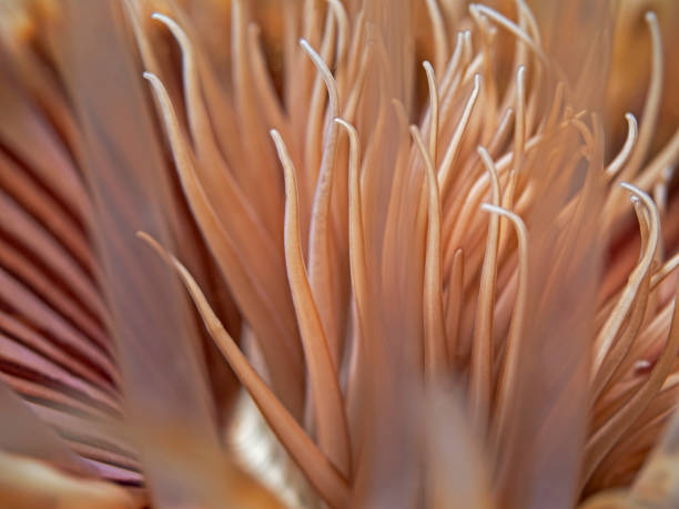 istock Tube anemone, Zylinderrose 1161643648