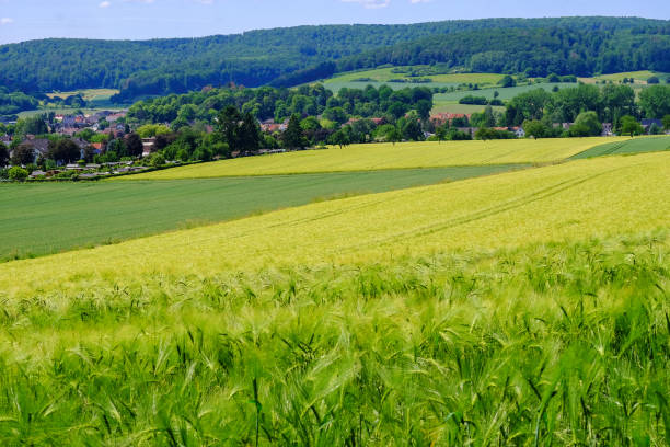 View on the agricultural fields with grain in Germany.