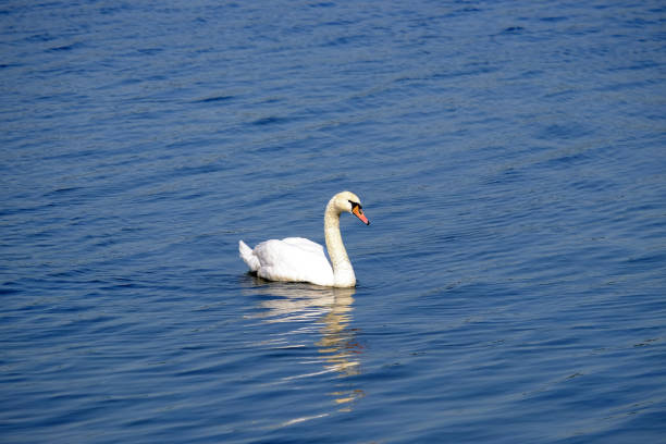 istock Beautiful white swan on the lake. 1161645138