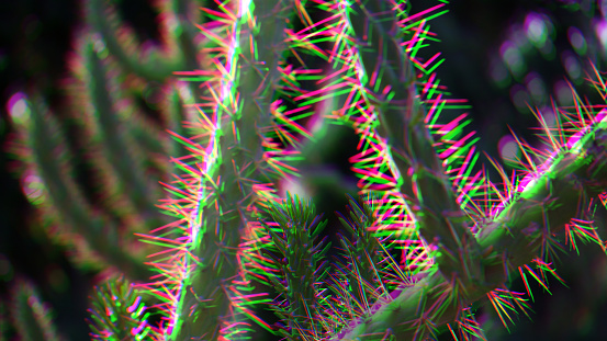 Cactus Sunlight Glitch Effect Summer Background Tropical Pattern Pattern Colorful Sunny Texture Close-up Macro Photography