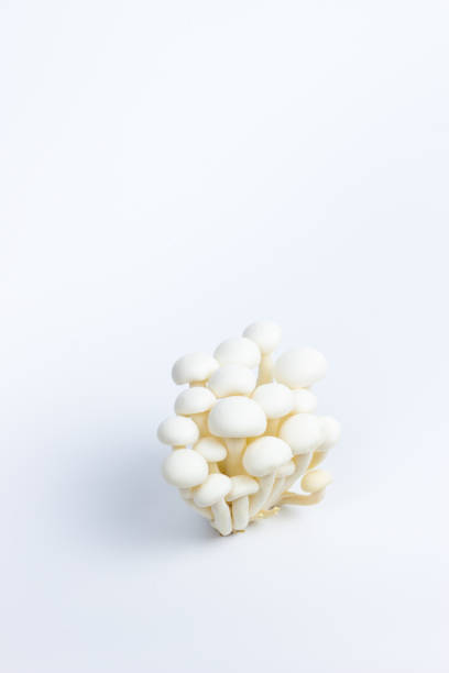 istock Brown White Shimeiji Mushroom in Isolated Background 1161646170