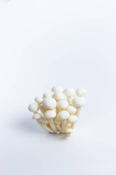 istock Brown White Shimeiji Mushroom in Isolated Background 1161646216
