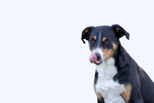 istock Adorable Dog Licking His Lips, white Background 1161647328