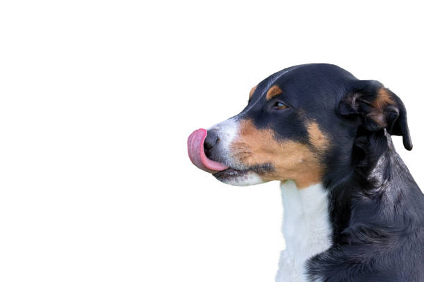 istock Adorable Dog Licking His Lips, white Background 1161647329