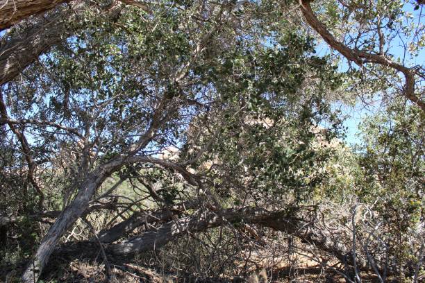 istock QUERCUS CORNELIUS-MULLERI - MULLERS OAK - JOSHUA TREE NP - 060819 A 1161647581